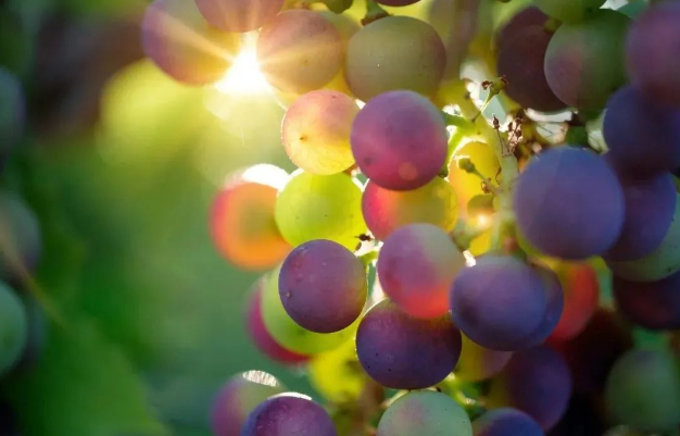 原花青素在防控分泌性腹瀉中的研究進展（下）